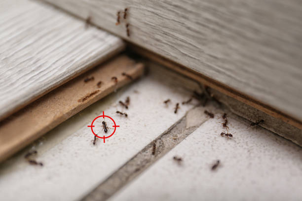 Best Termite Control Services  in Westernport, MD
