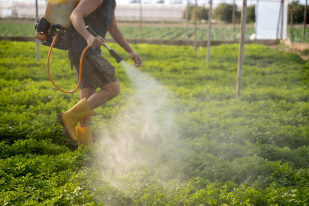 Best Ant Control Services  in Westernport, MD