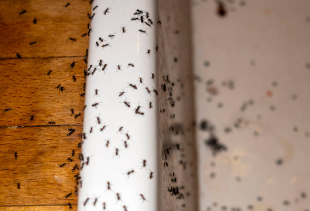 Best Best Pest Control Companies  in Westernport, MD