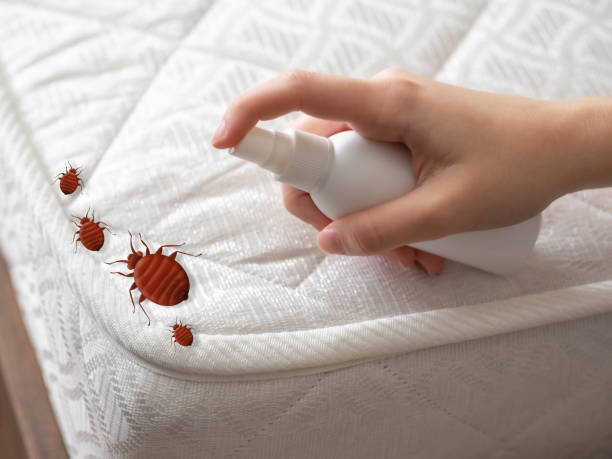 Reliable Westernport, MD Pest Control Solutions