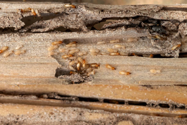 Best Mosquito Control Services  in Westernport, MD