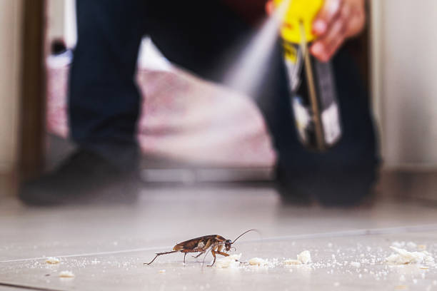 Best Flea Control Services  in Westernport, MD